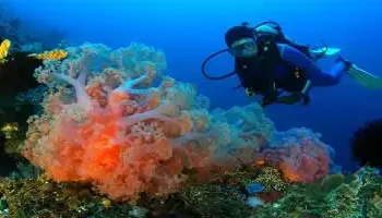 diving diving